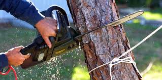 Best Tree Disease Treatment  in Montverde, FL