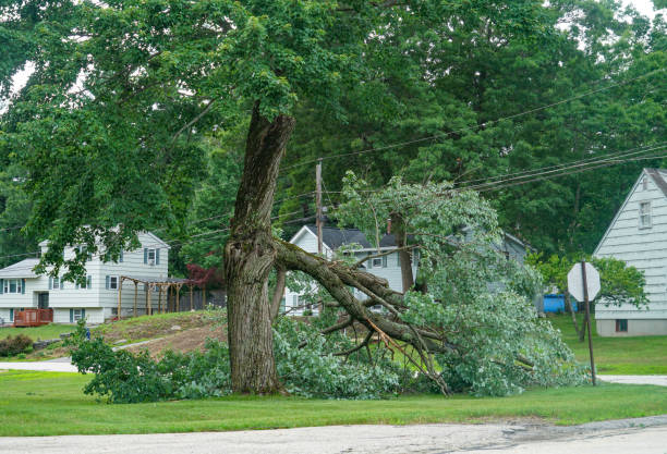 Montverde, FL  Tree Services Company